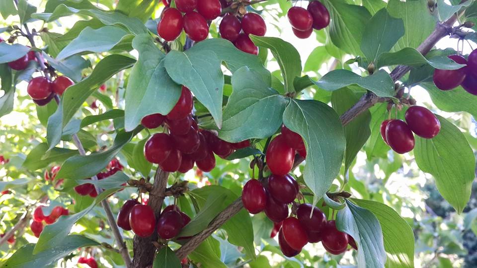 Amasya Gümüşhacıköy Sekü Köyü Resimleri 35