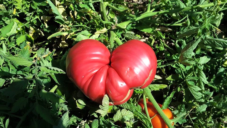 Amasya Gümüşhacıköy Sekü Köyü Resimleri 41