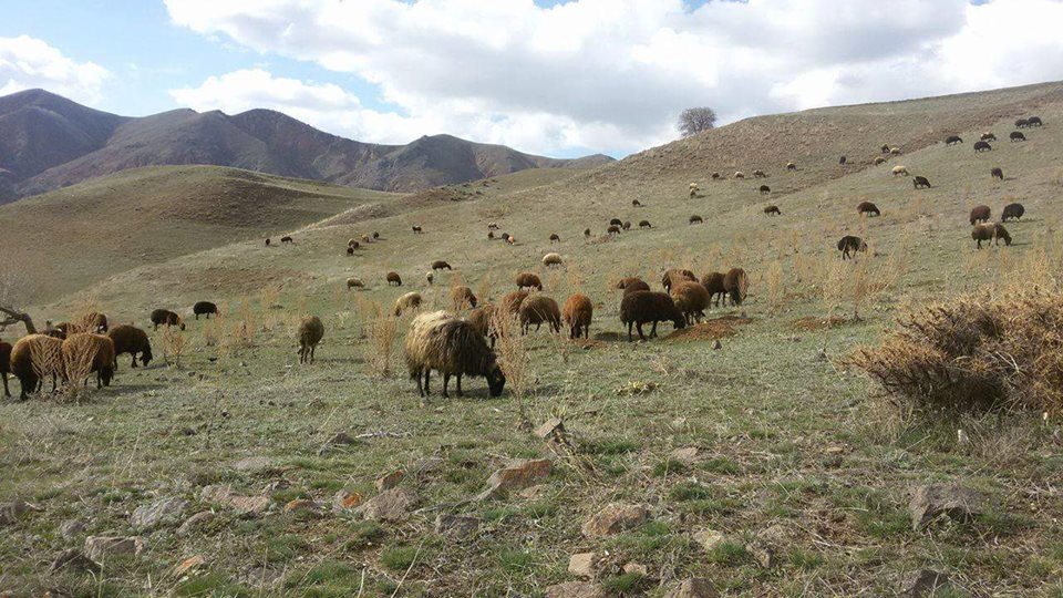 Oltu Yarbaşı Köyü Resimleri 2