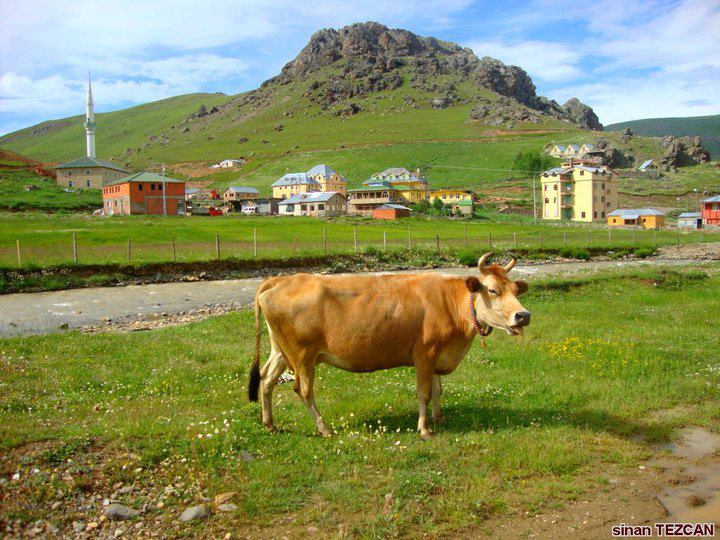 Gümüşhane  Yağmurdere  Köyü Resimleri 5