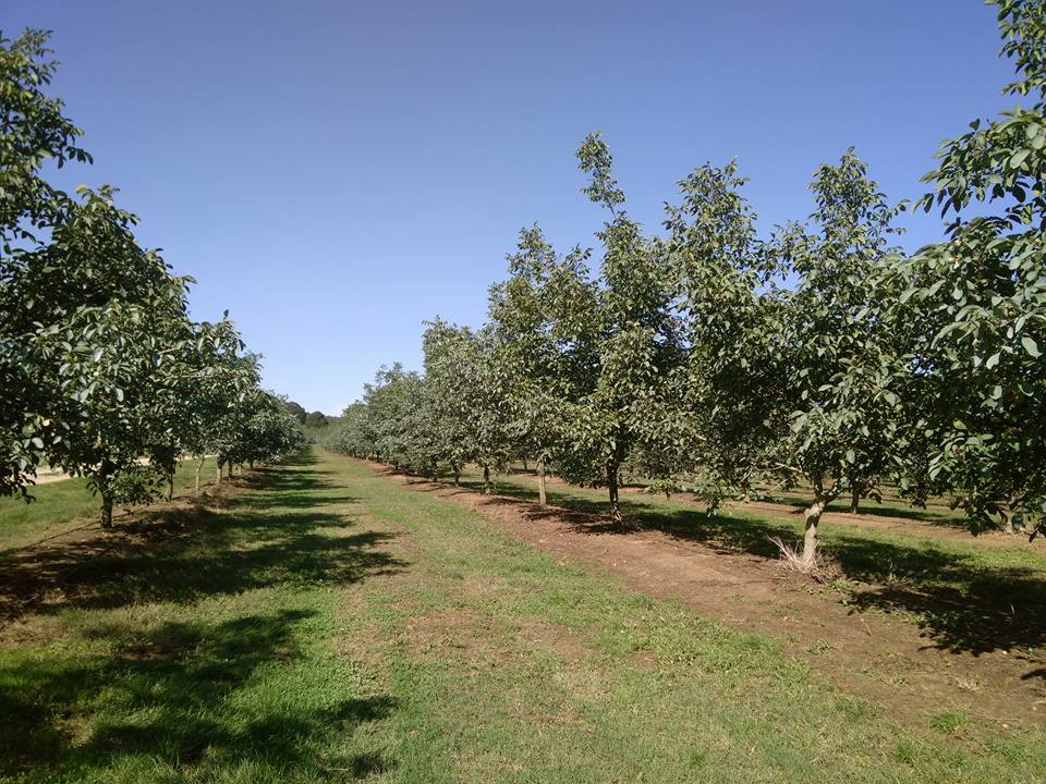 Amasya Merzifon Büyükçay Köyü Resimleri 42