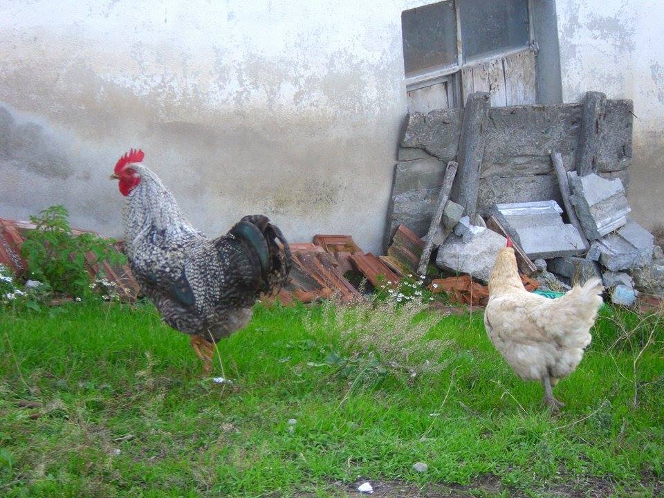 Amasya Merzifon Büyükçay Köyü Resimleri 43