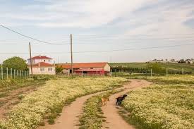 Çorlu Şahpaz Köyü Resimleri 3