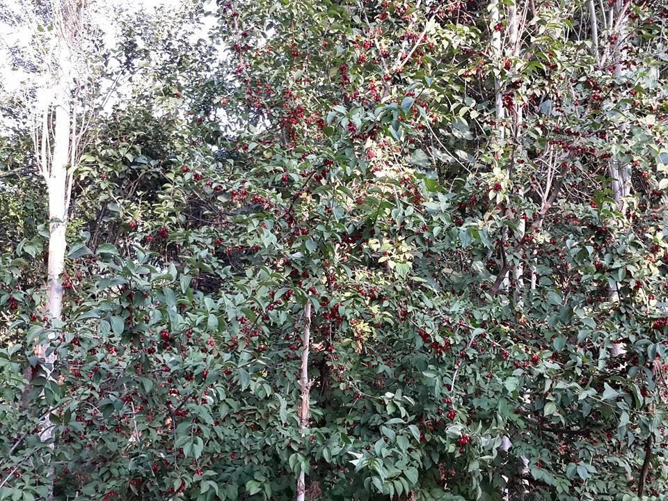 Amasya Merzifon Esentepe Köyü Resimleri 17