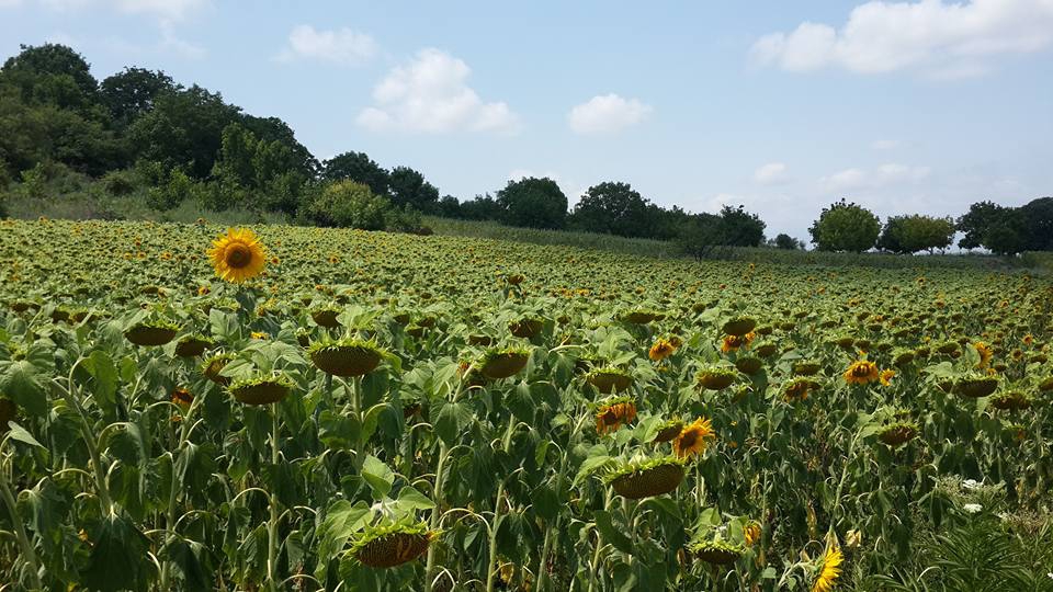 Amasya Merzifon Esentepe Köyü Resimleri 4