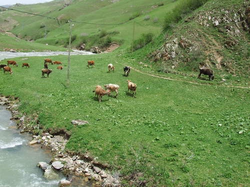 Gümüşhane  Yukarıyuvalı  Köyü Resimleri 4