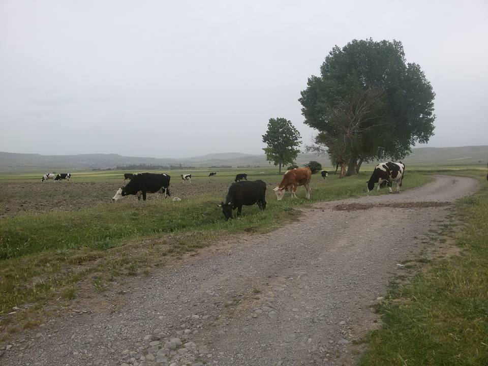 Amasya Merzifon Gökçebağ Köyü Resimleri 2