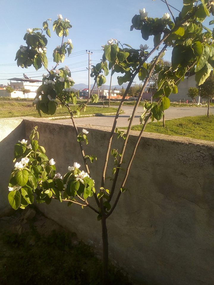 Salihli Durasıllı Köyü Resimleri 12