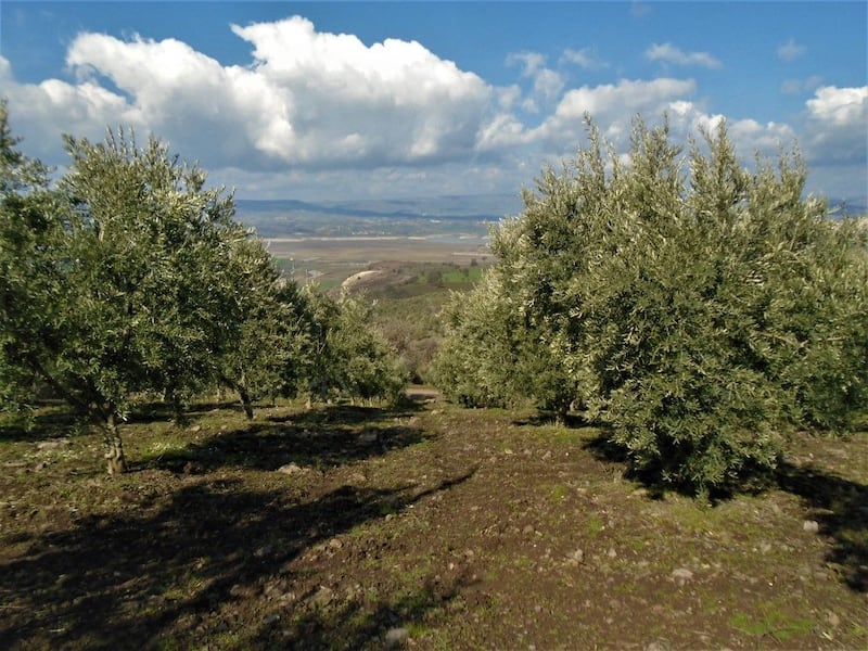 Salihli Akçaköy Köyü Resimleri 2