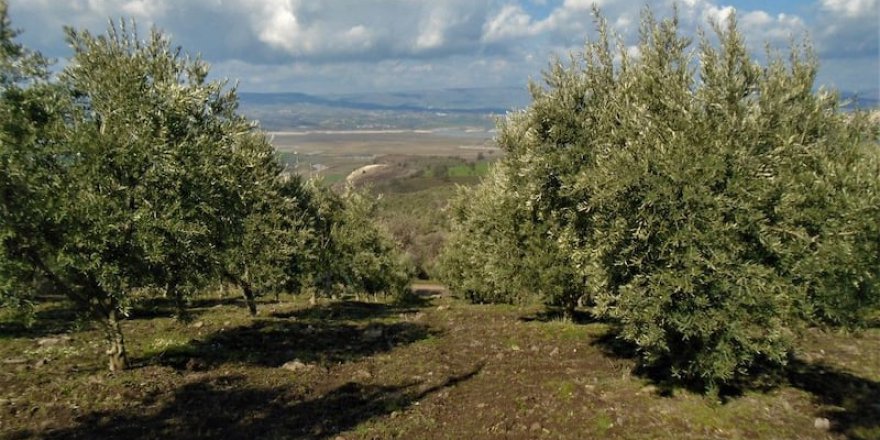 Salihli Akçaköy Köyü Resimleri