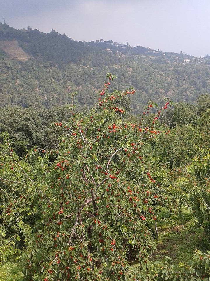 Salihli Bahçecik Köyü Resimleri 3