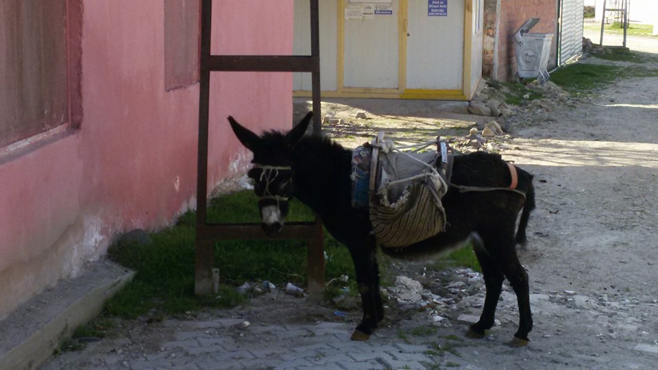 Amasya Merzifon Karatepe Köyü Resimleri 1