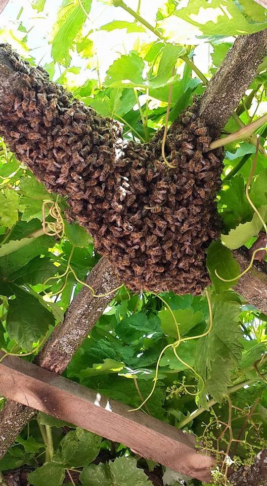 Amasya Merzifon Karatepe Köyü Resimleri 21