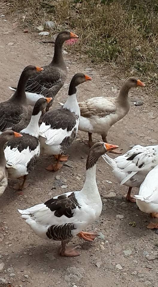 Amasya Merzifon Karatepe Köyü Resimleri 30