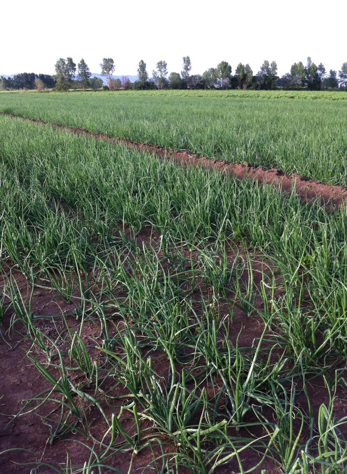 Amasya Merzifon Karatepe Köyü Resimleri 45