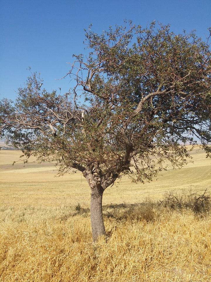 Amasya Merzifon Karatepe Köyü Resimleri 46