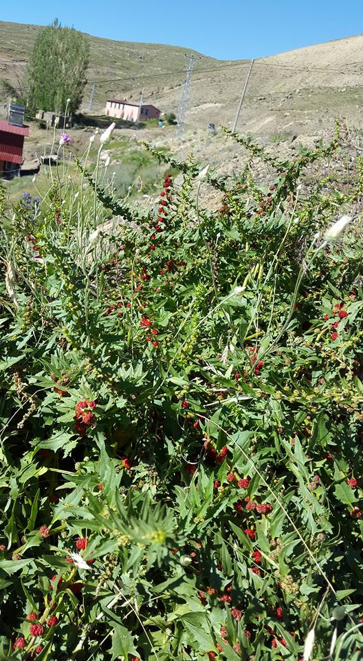 Olur Süngübayır Köyü Resimleri 8