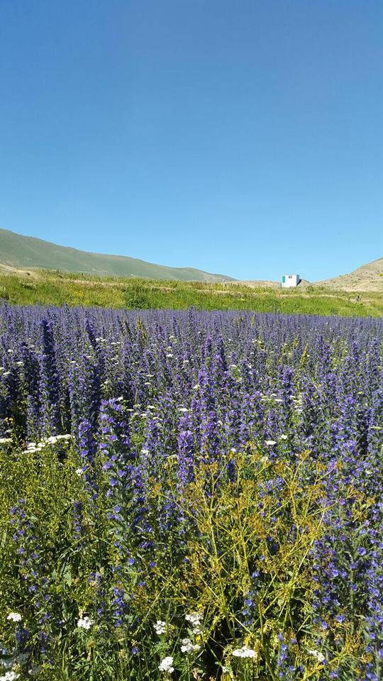 Olur Süngübayır Köyü Resimleri 9