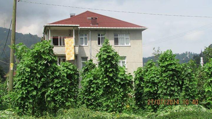 Olur Ürünlü Köyü Resimleri 9