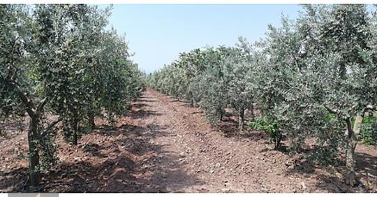 Salihli Caferbey Köyü Resimleri 4