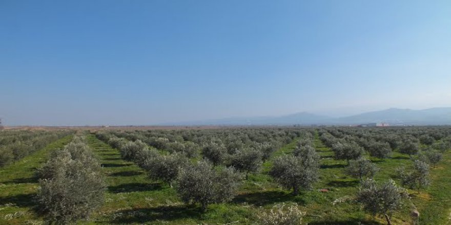 Salihli Çakaldoğan Köyü Resimleri