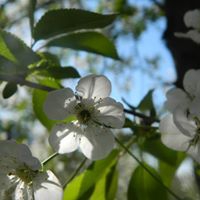 Salihli Çamurhamamı Köyü Resimleri 6