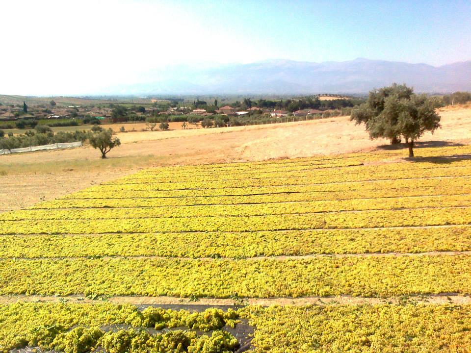 Salihli Çapaklı Köyü Resimleri 9