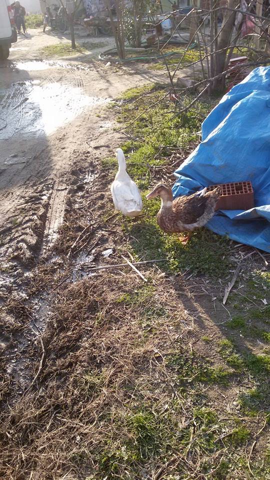 Salihli Çayköy Köyü Resimleri 2