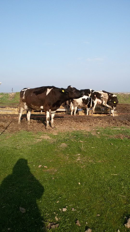 Salihli Çayköy Köyü Resimleri 3