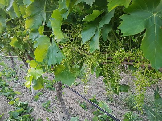 Salihli Çayköy Köyü Resimleri 5