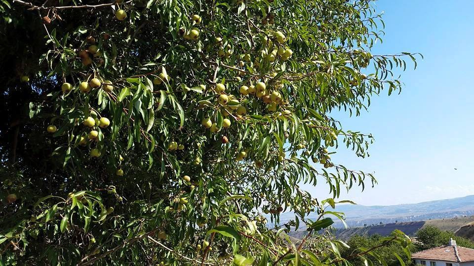 Amasya Merzifon Türkoğlu Köyü Resimleri 12