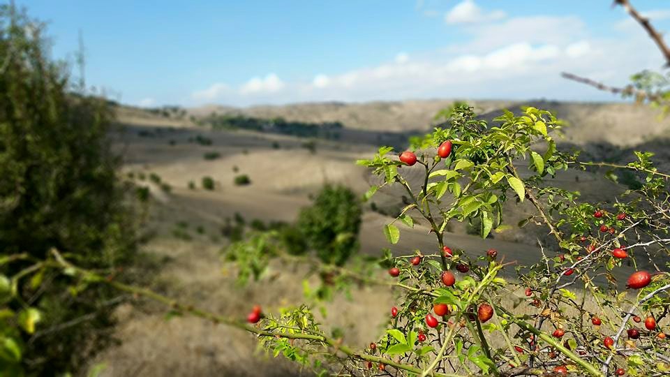 Amasya Merzifon Türkoğlu Köyü Resimleri 9