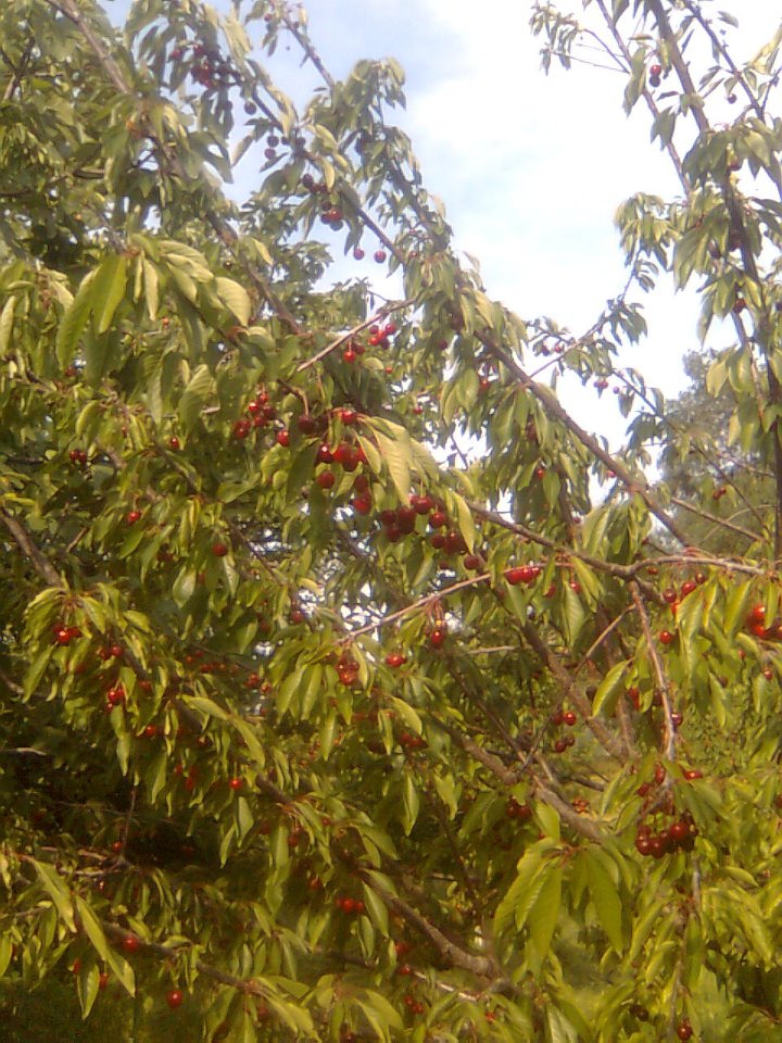 Salihli Damatlı Köyü Resimleri 1