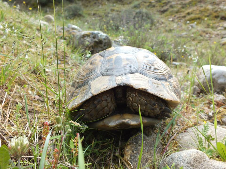 Salihli Damatlı Köyü Resimleri 3