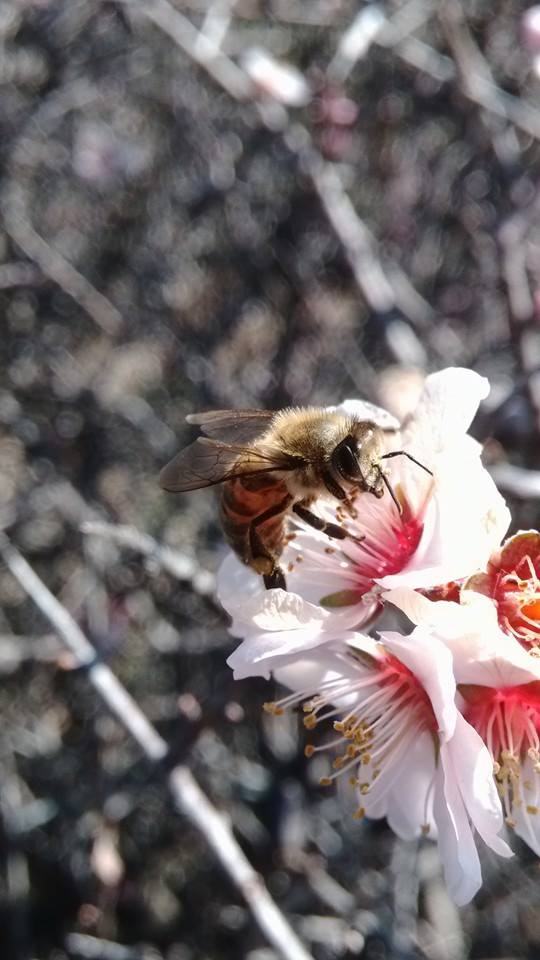 Salihli Dombaylı Köyü Resimleri 5