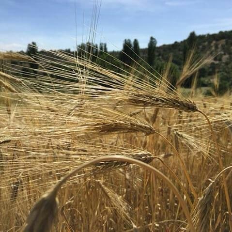 Salihli Eminbey Köyü Resimleri 4