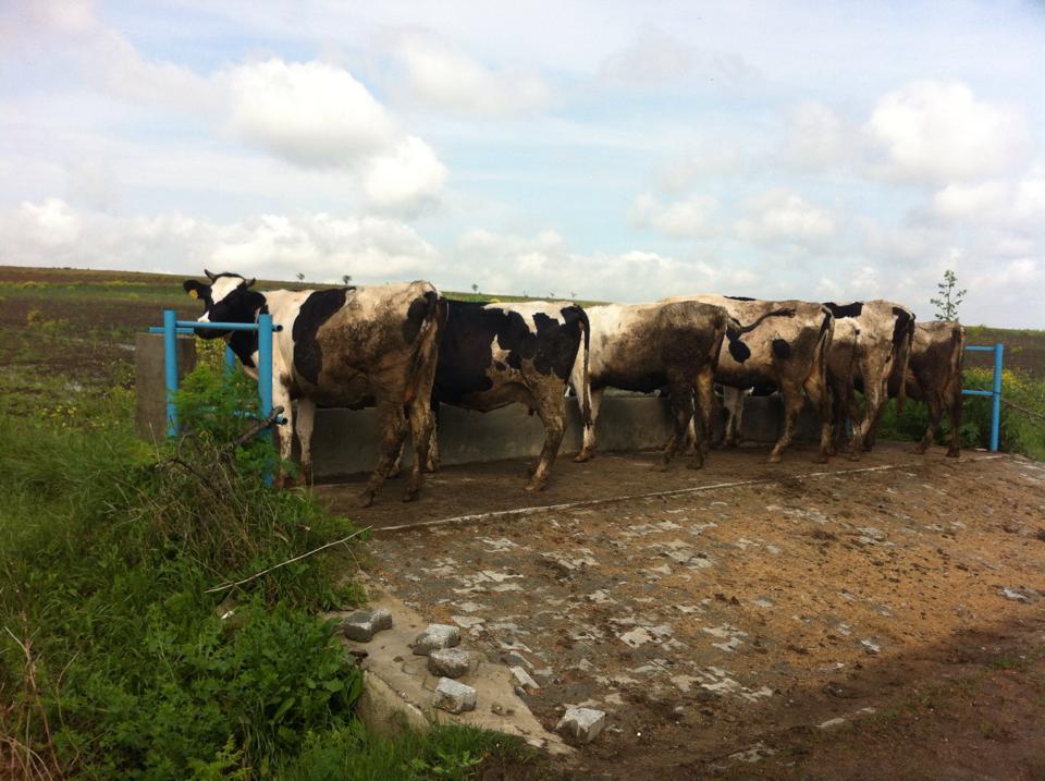 Hayrabolu Buzağcı Köyü Resimleri 1