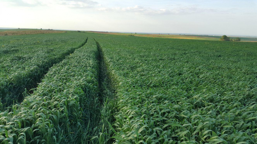 Hayrabolu Buzağcı Köyü Resimleri 3