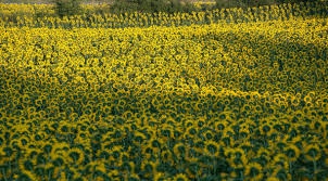 Hayrabolu Küçükkarakarlı Köyü Resimleri 1