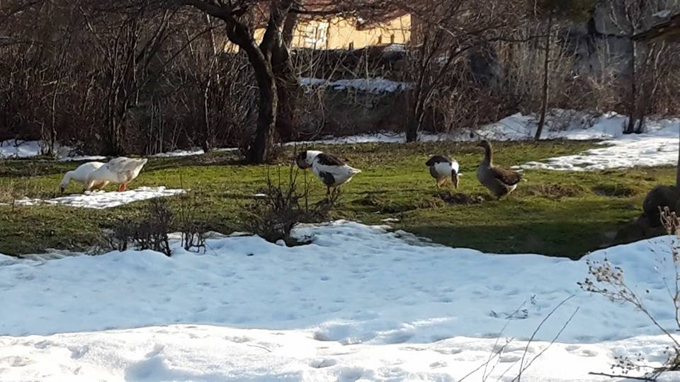 Amasya Suluova Kolay Köyü Resimleri 15