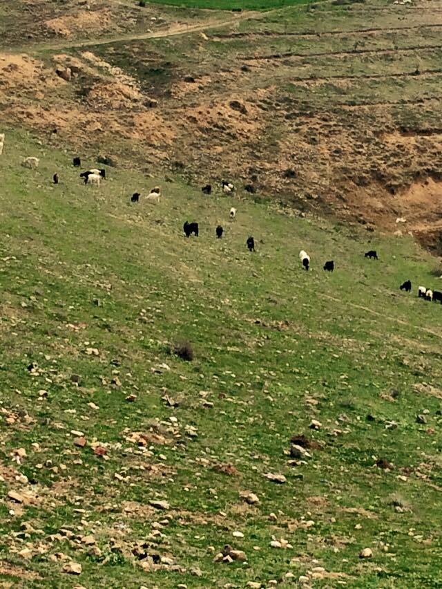 Amasya Suluova Kolay Köyü Resimleri 6