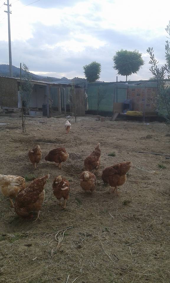 Salihli Kabazlı Köyü Resimleri 1