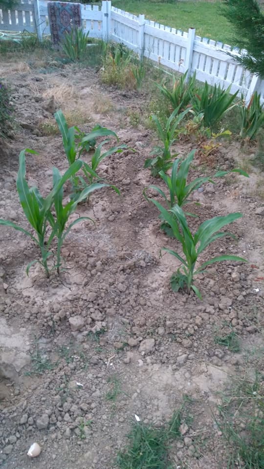 Salihli Kabazlı Köyü Resimleri 12