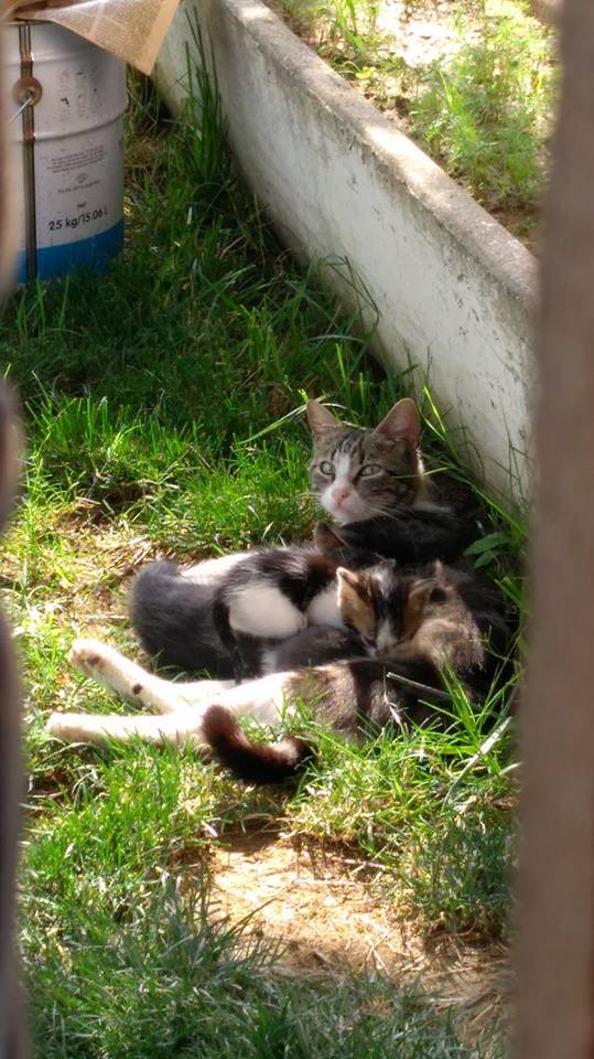 Salihli Kabazlı Köyü Resimleri 13