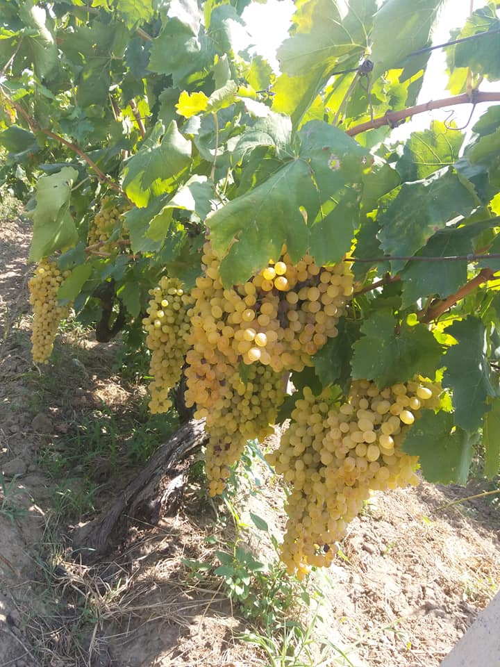 Salihli Kabazlı Köyü Resimleri 14