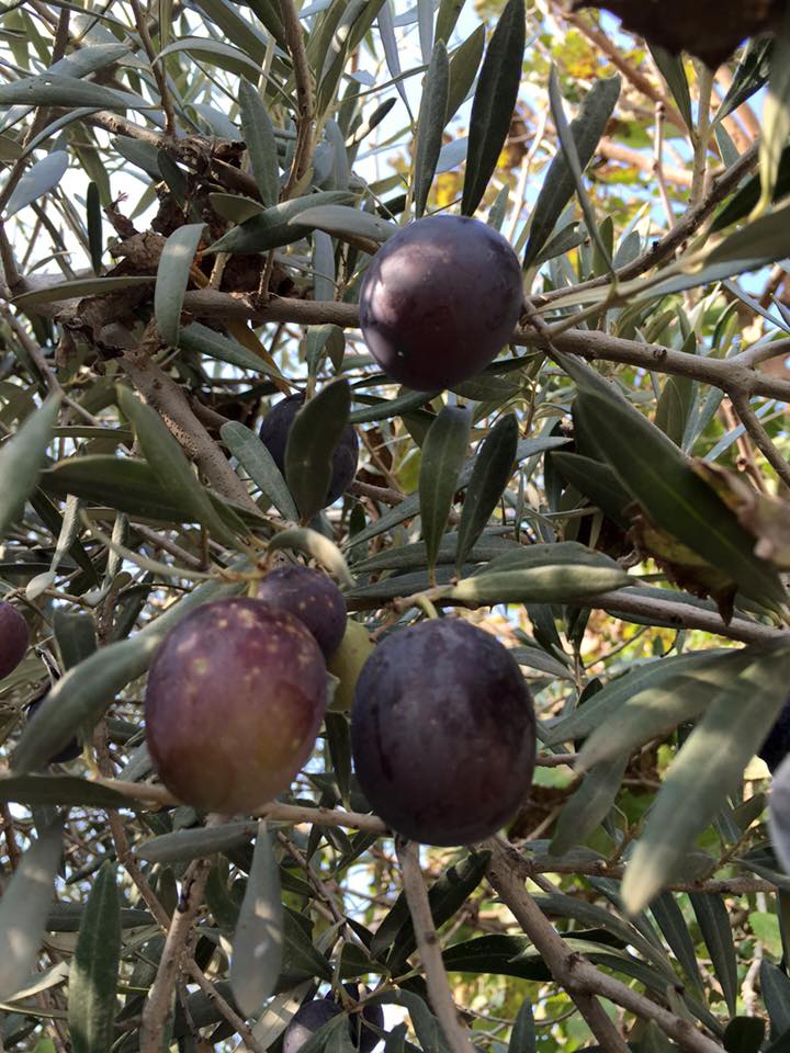 Salihli Kabazlı Köyü Resimleri 3