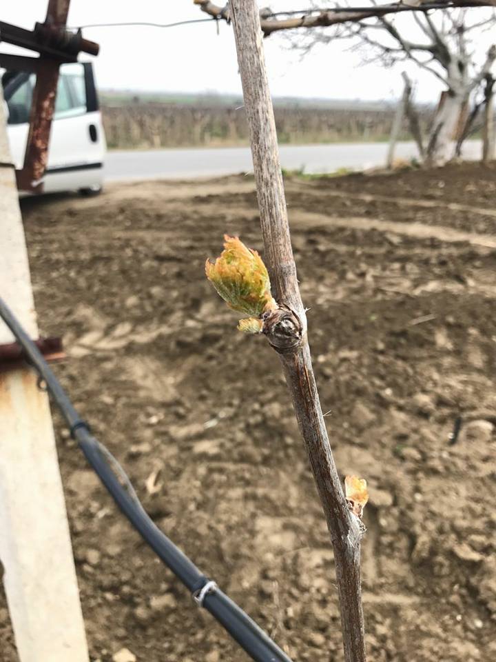 Salihli Kabazlı Köyü Resimleri 9