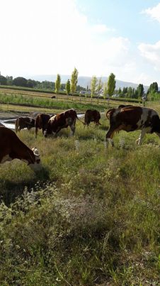 Pasinler Ardıçlı Köyü Resimleri 3