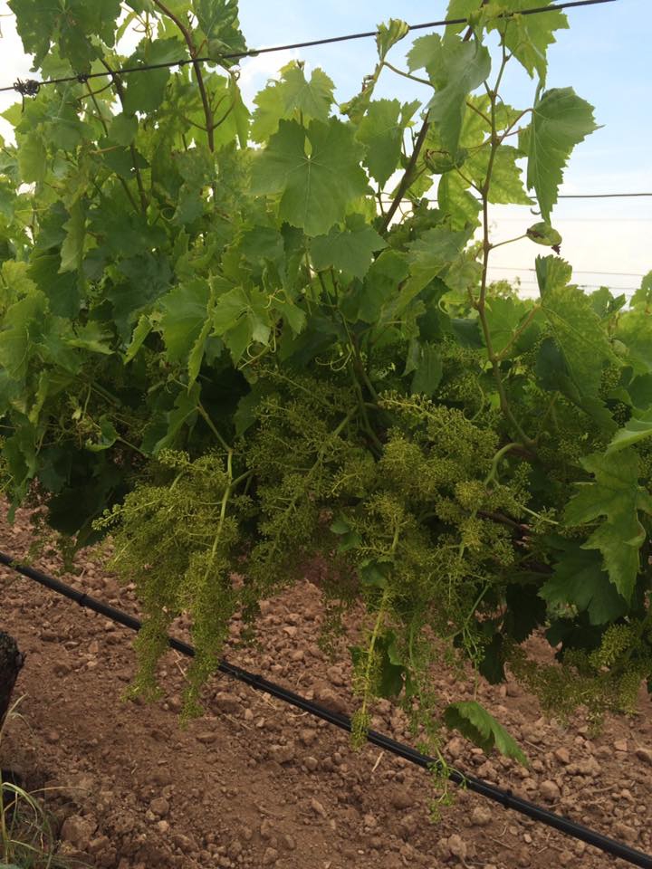 Salihli Kapancı Köyü Resimleri 5