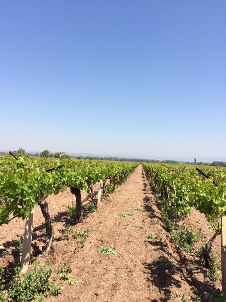 Salihli Kapancı Köyü Resimleri 6